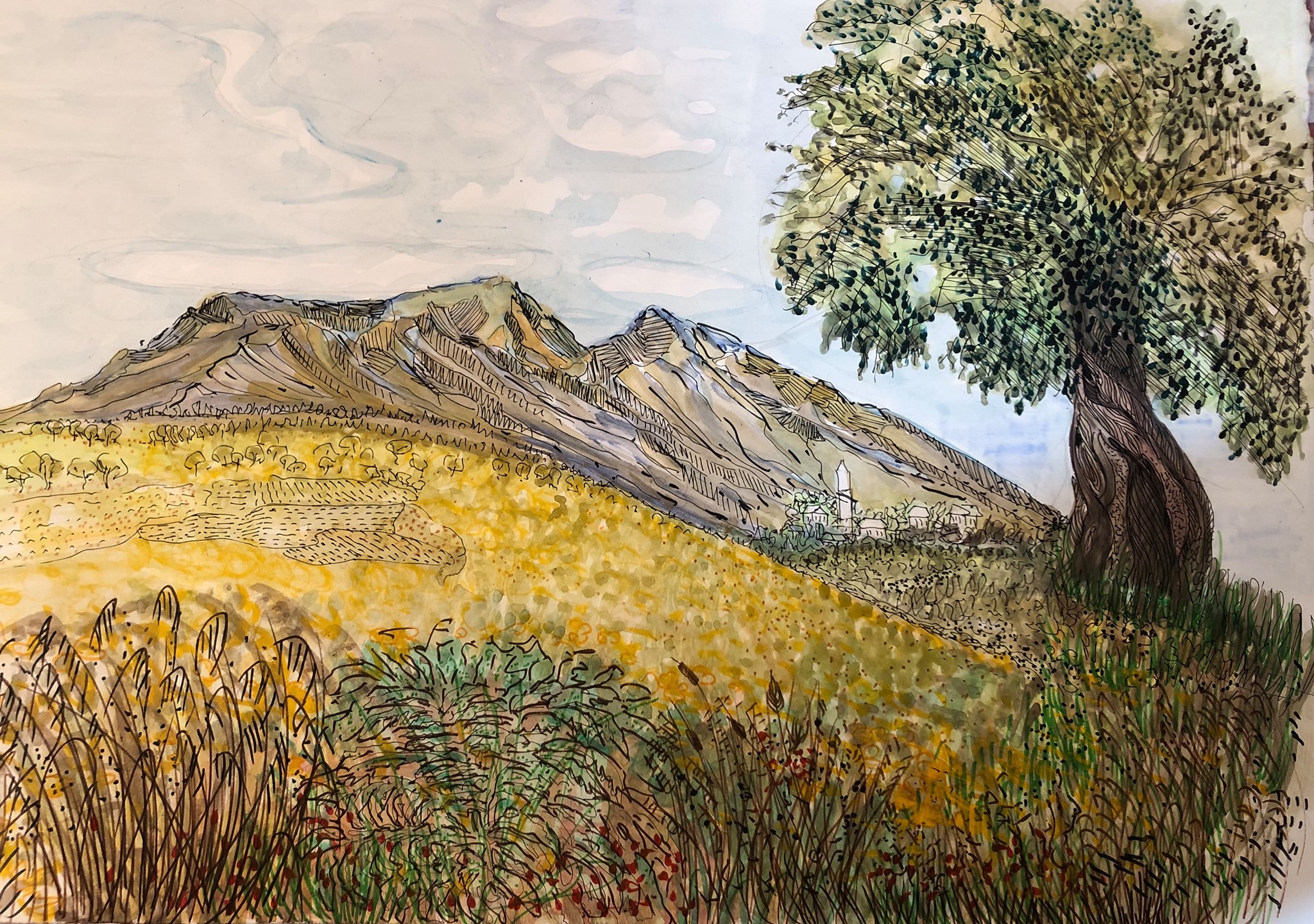 Hisarkoy,Girne/North Cyprus, Olive Tree